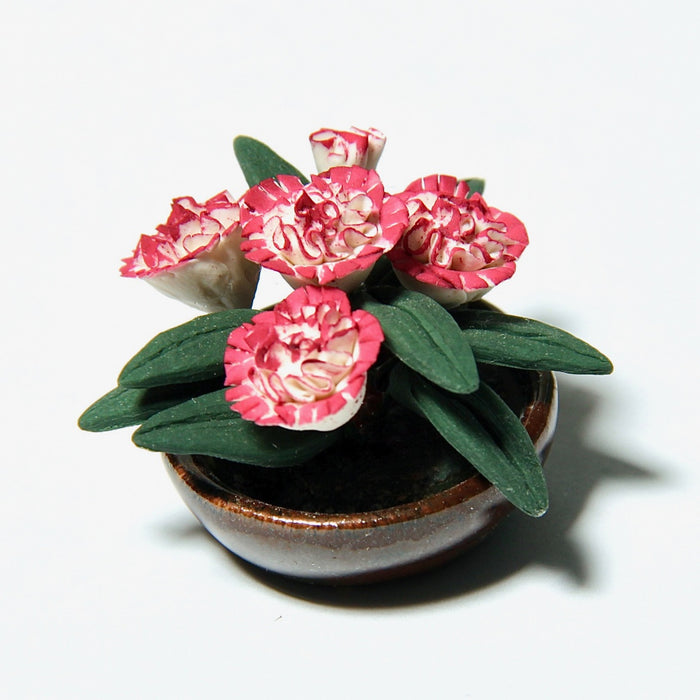 Carnations in a shallow pot