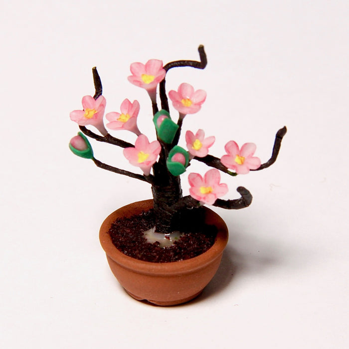 Miniature cherry tree, pinkest each