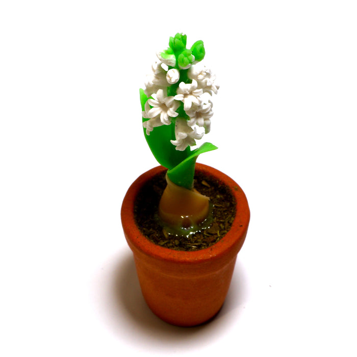 Hyasintti, valkoinen