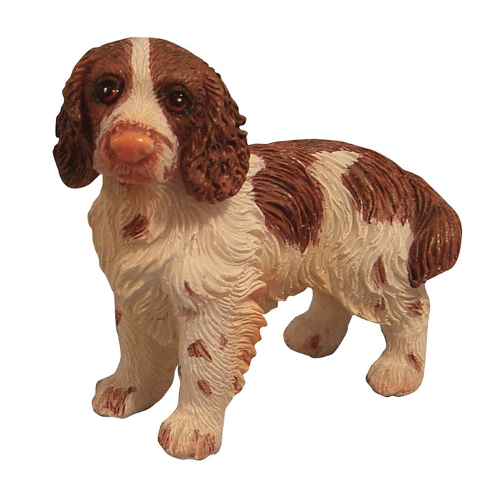 Springer Spaniel, standing