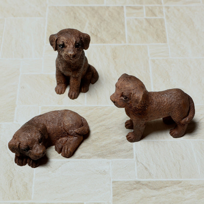 Labrador retriever, puppy, brown, 3 pcs