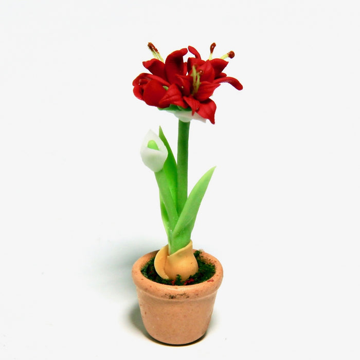 Amaryllis i en kruka, röd