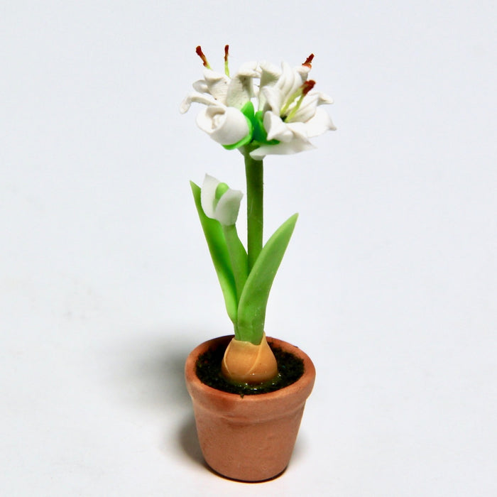 Amaryllis ruukussa, valkoinen