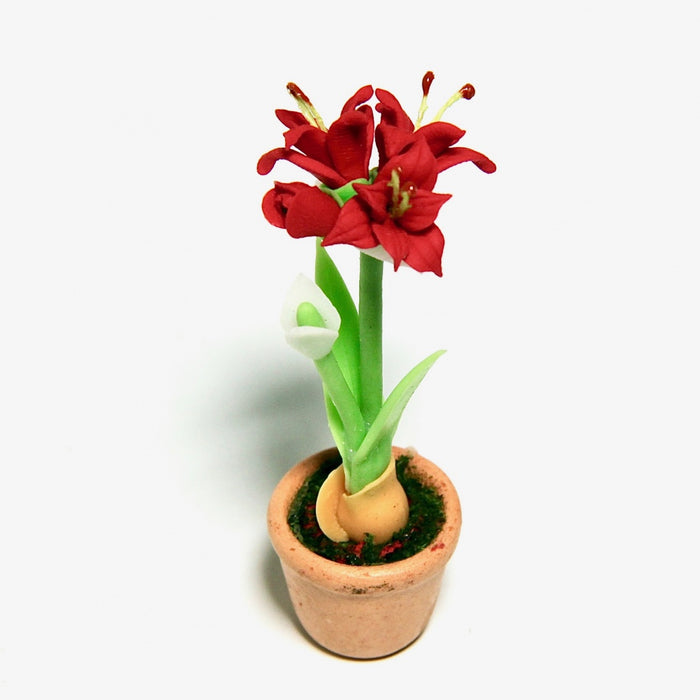 Amaryllis i en kruka, röd