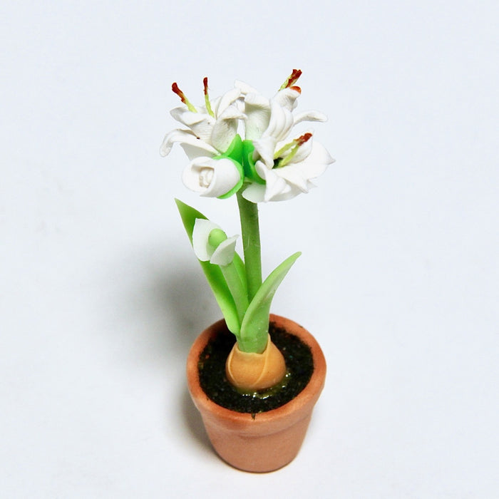 Amaryllis ruukussa, valkoinen