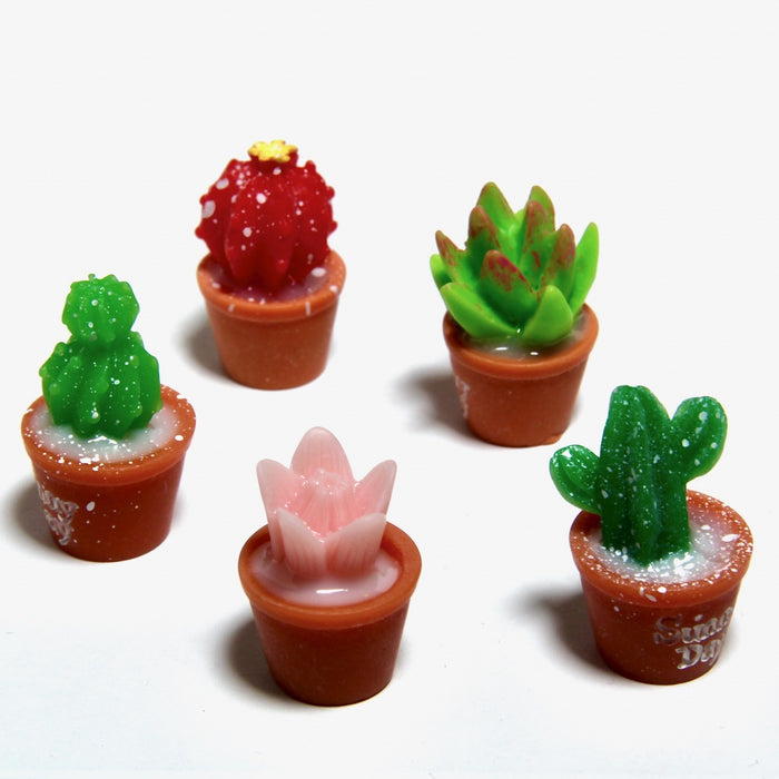 Cactus and succulent, 5 pcs